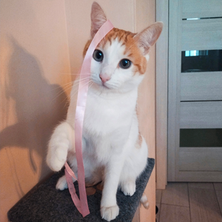 Статистика Дзен Мисс Алис