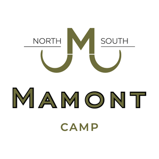 Статистика Дзен Mamont Camp