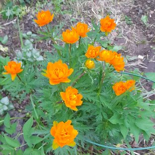Статистика Дзен Hobby&Garden