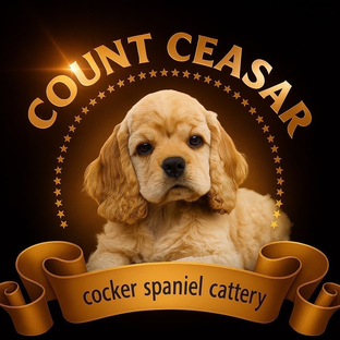 Статистика Дзен Питомник кокер спаниелей Count Ceasar