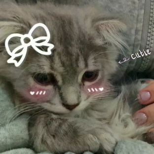 Статистика Дзен [🎀бантик🎀]