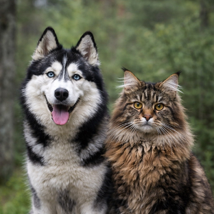 Статистика Дзен Пёс да Кот