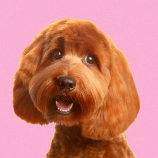 Статистика Дзен Labradoodle - Питомник лабрадудли