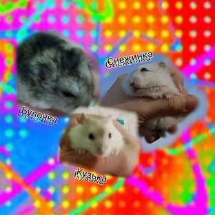 Статистика Дзен 🐹Снежиночка и Булочка и Кузька✨