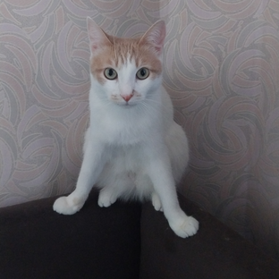 Статистика Дзен Котопес и три кота