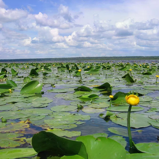 Статистика Дзен Река и озера
