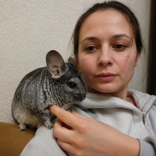 Статистика Дзен Шиншилломания с Катей