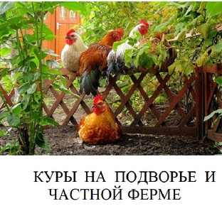 Куры на подворье и частной ферме