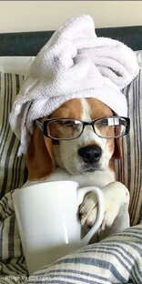 Братья наши меньшие