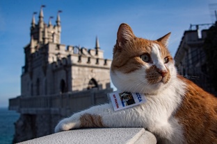 Мостик рекомендует