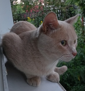 Мои котики
