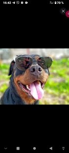 Жизнь собачья