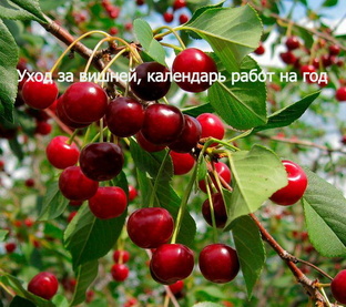 Календарь работ