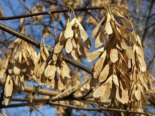 За окном - серёжки клёна