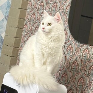 Моя кошечка Дика