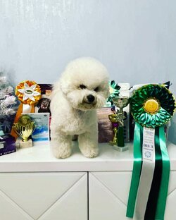 Наш 1 помет, наши первые щенки