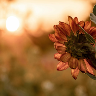 БЫТИЕ В ИСКУССТВЕ