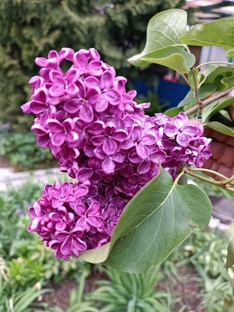 КУСТАРНИКИ В МОЁМ САДУ!