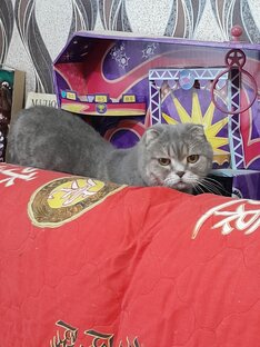 Мои животные