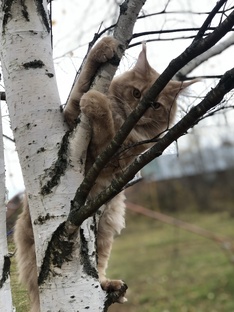 Мейн-Кун Лёва