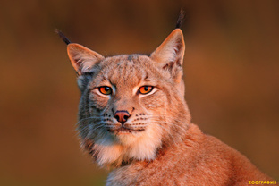 Братья наши меньшие