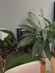 зелёные влоги