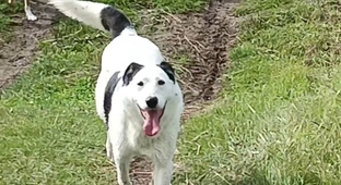 Щенки с Лисиков. Белка и дети Июль 2023