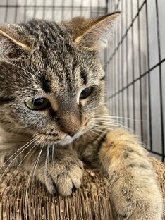 Лайфхаки из зоопсихологии