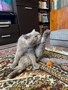 Мой кот Васька