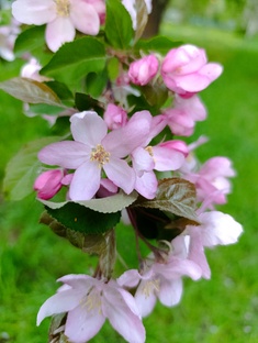 появление некоторых кукол