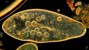 Жизнь микромира