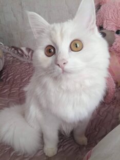 Кошечка Лиза