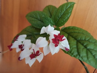 Флора, фауна