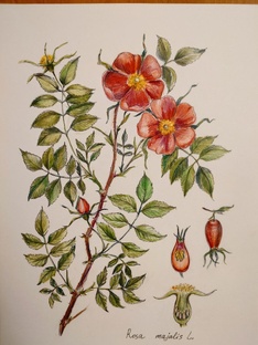 культурное