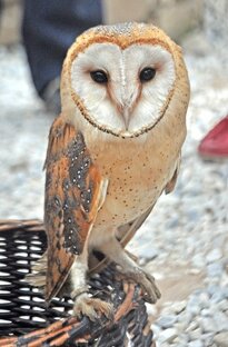 самое милое