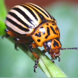 Колорадский жук: вредитель, который выигрывает у науки