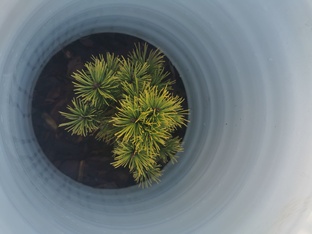 Хвойные в саду на ветру