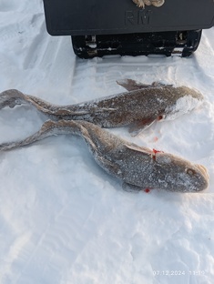 Удочки на налима