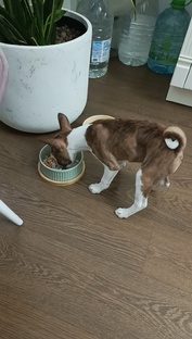 Тексты про басенджи Лору