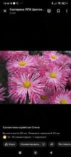 цветы,огород