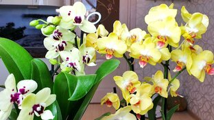 Новые орхидеи. Первый уход за орхидеей после покупки