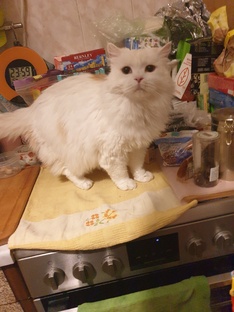 😍💥Смешные котики!😻😹