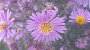 Любимая Природа. 