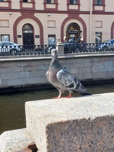 Про Питер и культуру