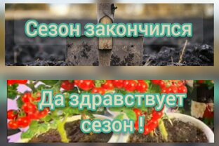 Огород на подоконнике