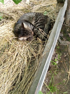 Стишки и стихостебы