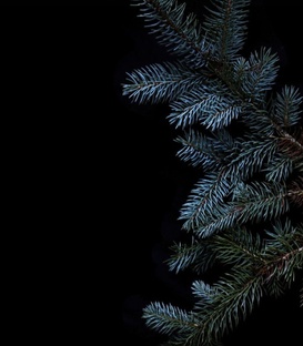 Холистическая ароматерапия по системам организма