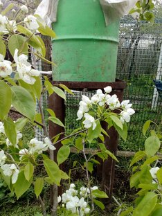 Дешевый полив