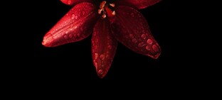 Блог Ци Мэнь 