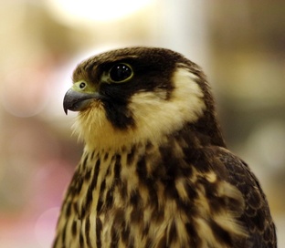 Птицы как люди